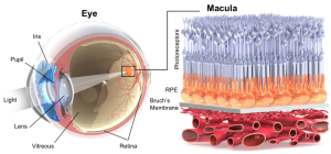 The parts of a healthy retina.